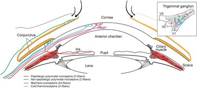 Proton Sensing on the Ocular Surface: Implications in Eye Pain